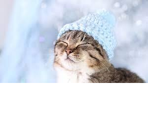 Luxury knitted cat winter coat